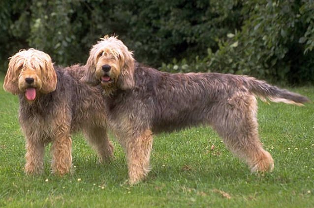 Dva vydrári (otterhoundy) stoja v tráve — huňaté drsnosrsté duriče s dlhými ušami a dlhým chvostom
