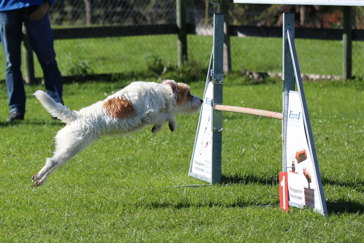 Parson russell teriér v skoku cez prekážku na agility