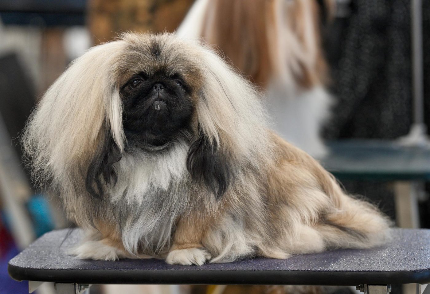 Pekinéz s výraznou levou hrivou a plochou tvárou na výstavnom stole