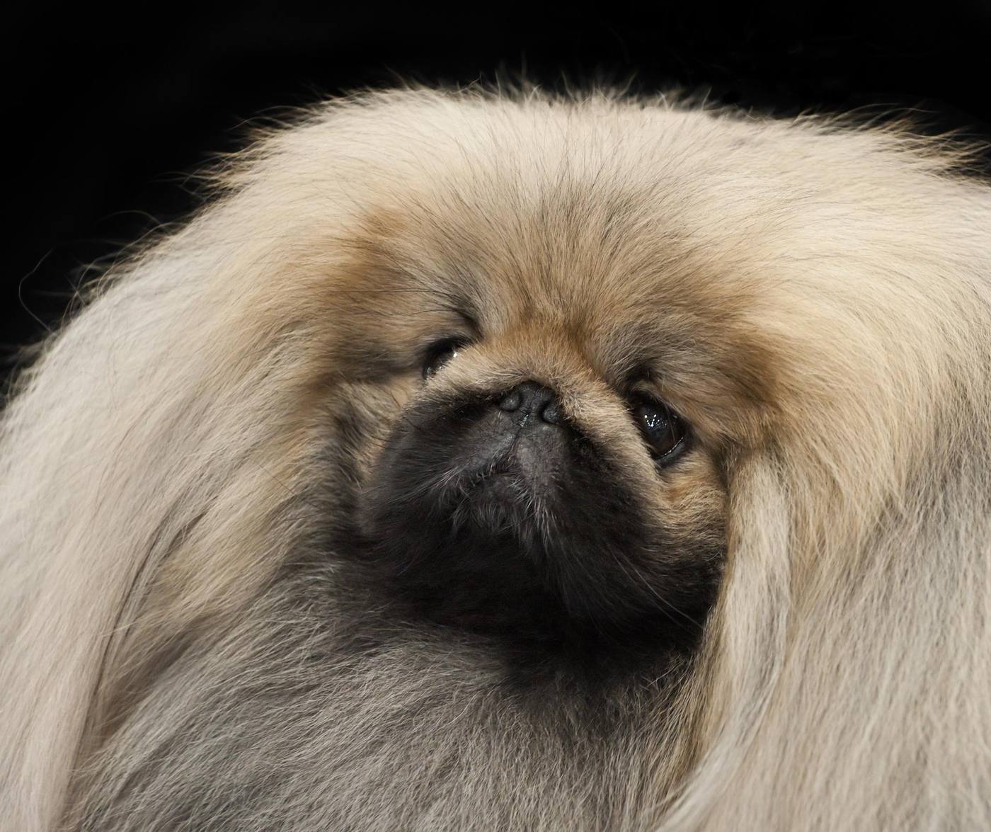 Detail hlavy krémového pekinéza s plochou tvárou a čiernou maskou