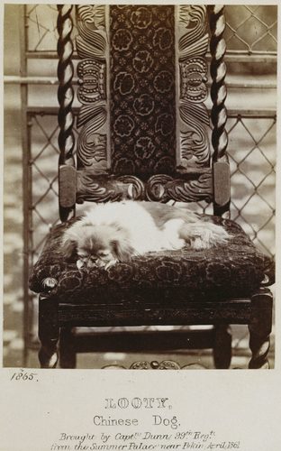 Historická fotografia pekinéza Looty z roku 1865 sediaceho na stoličke