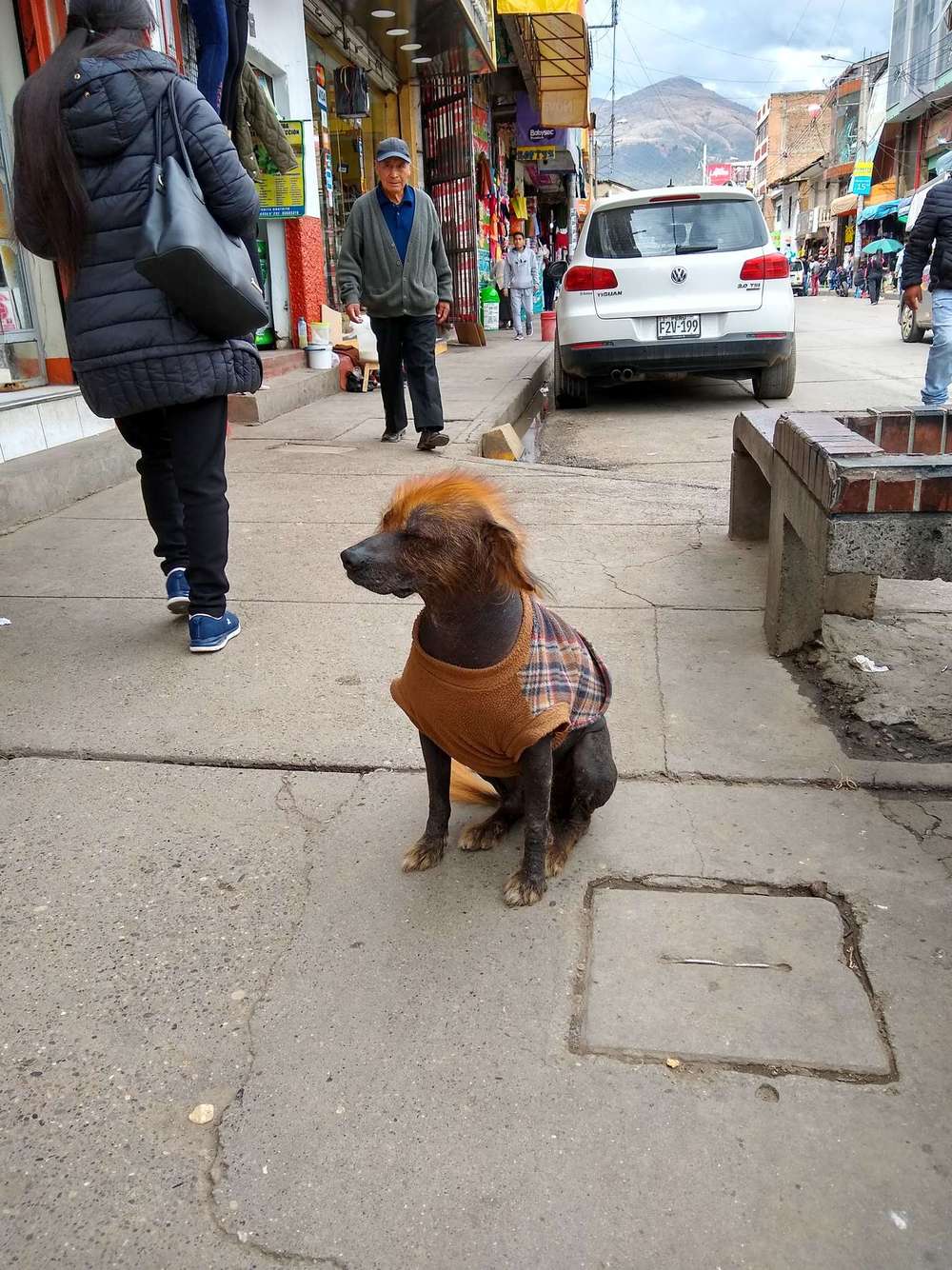 Čierny peruánsky naháč v kabátiku na ulici v Huancayo v Peru, v pozadí Andy