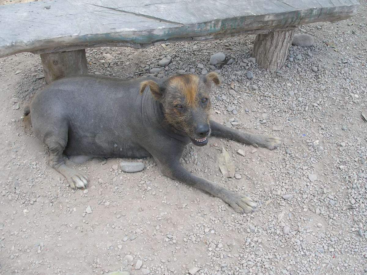 Sivý peruánsky naháč s chocholcom srsti na hlave, v Peru