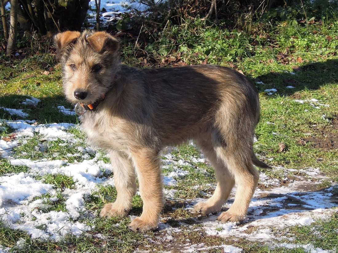 Šteňa pikardského ovčiaka stojí na zasneženej lúke, uši ešte nie sú úplne vztýčené