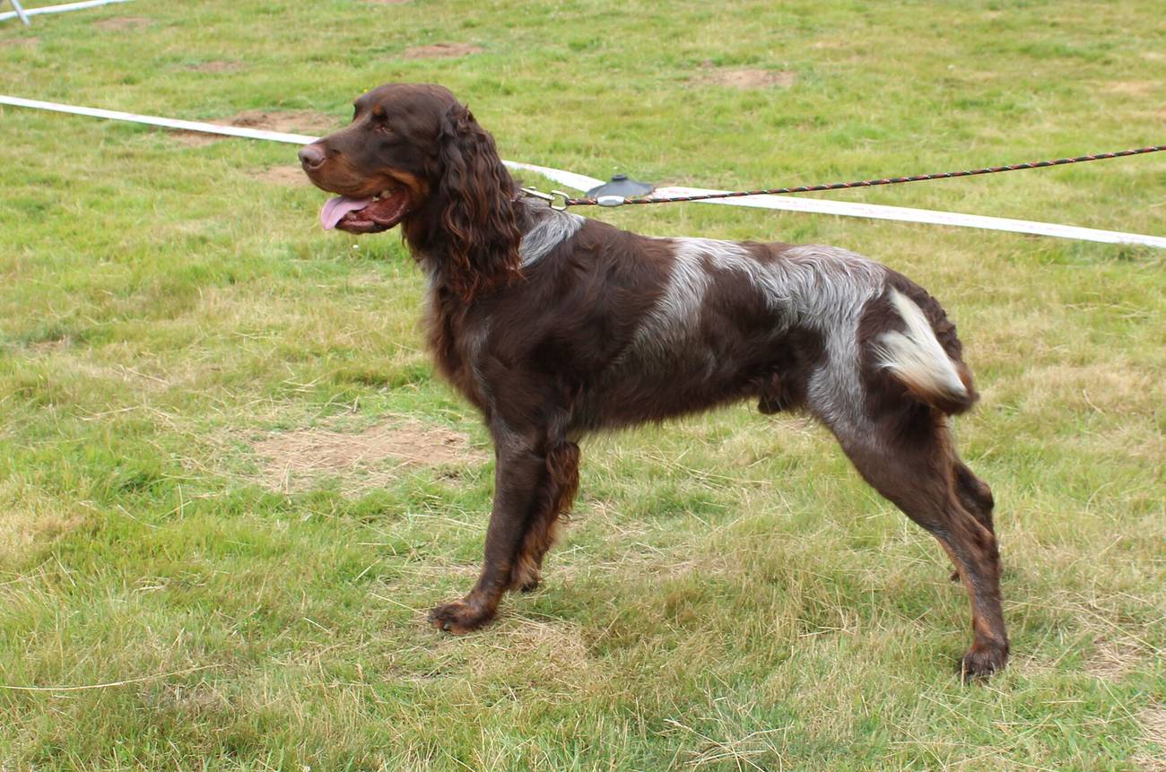 Pikardsky spaniel