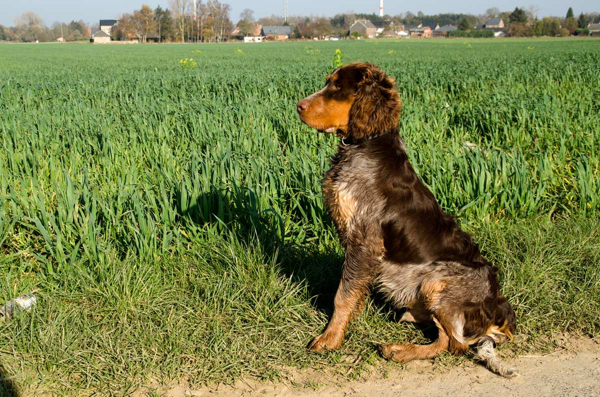 Pikardský spaniel sedí na okraji poľa s dedinou v pozadí — hnedá hlava s pálením na líci, roan telo, dlhé ovešané ucho