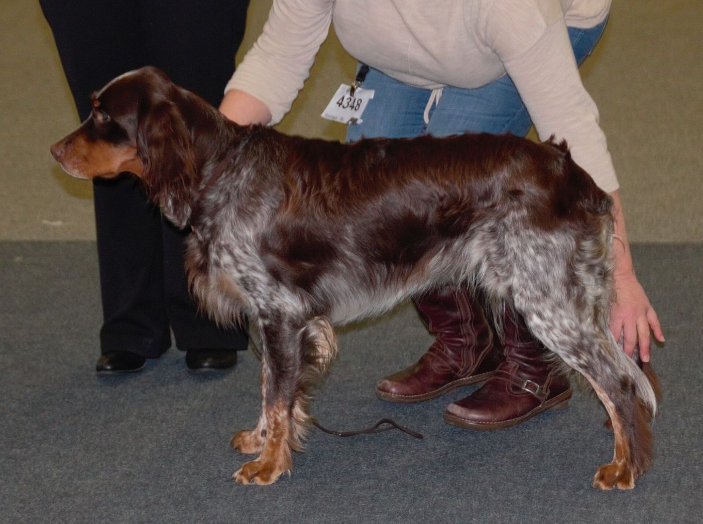 Pikardský spaniel z boku v postoji — výrazné hnedo-biele roan strakatenie na tele, pálenie na nohách a dlhé ovešané ucho