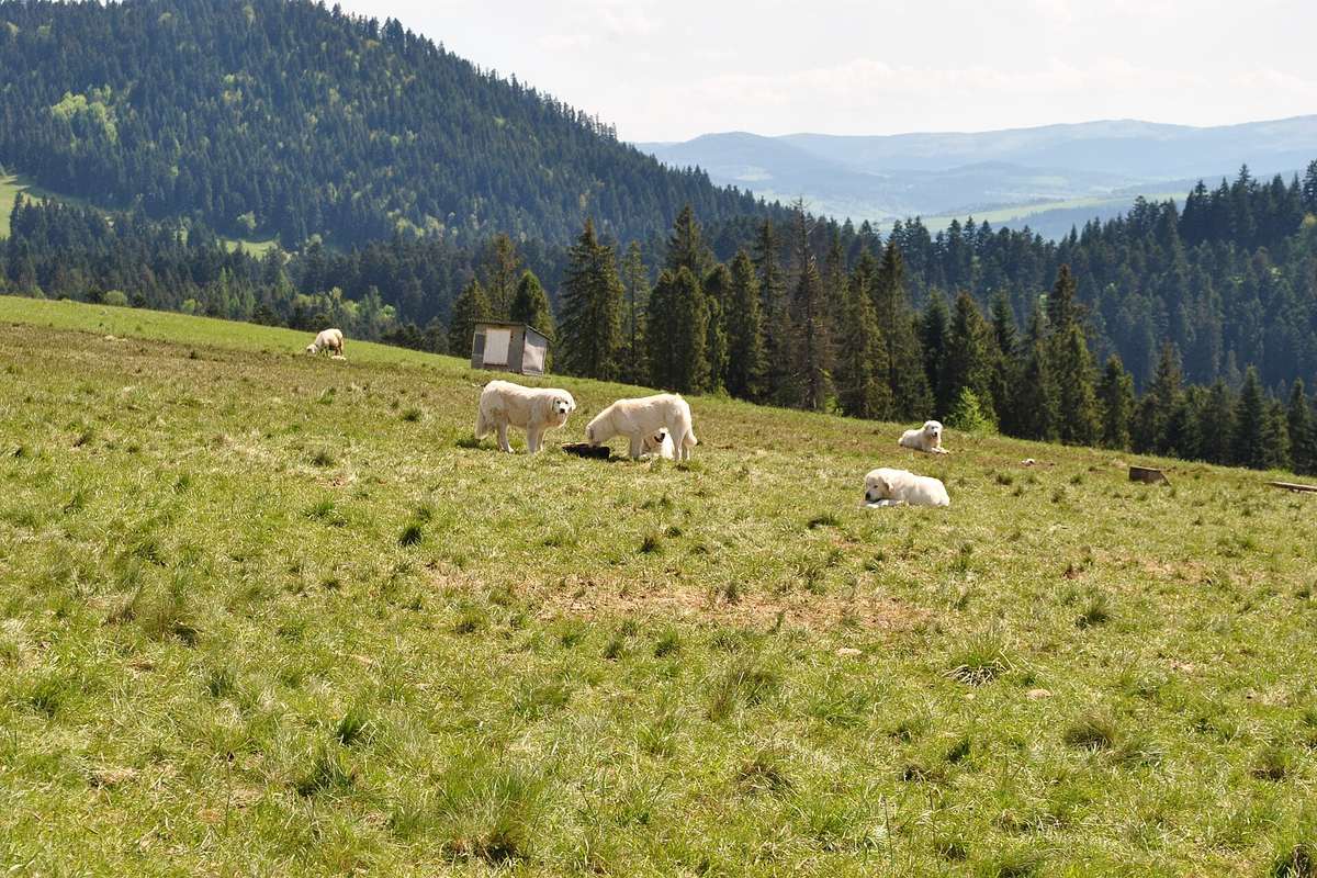 Poľský podhalanský ovčiak