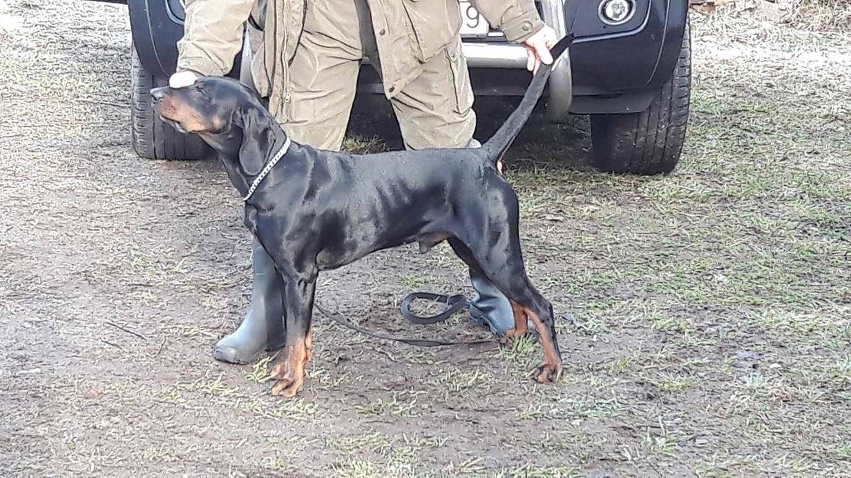 Poľský poľovný durič čiernej farby s pálením stojí v teréne pri vodičovi v poľovníckom oblečení