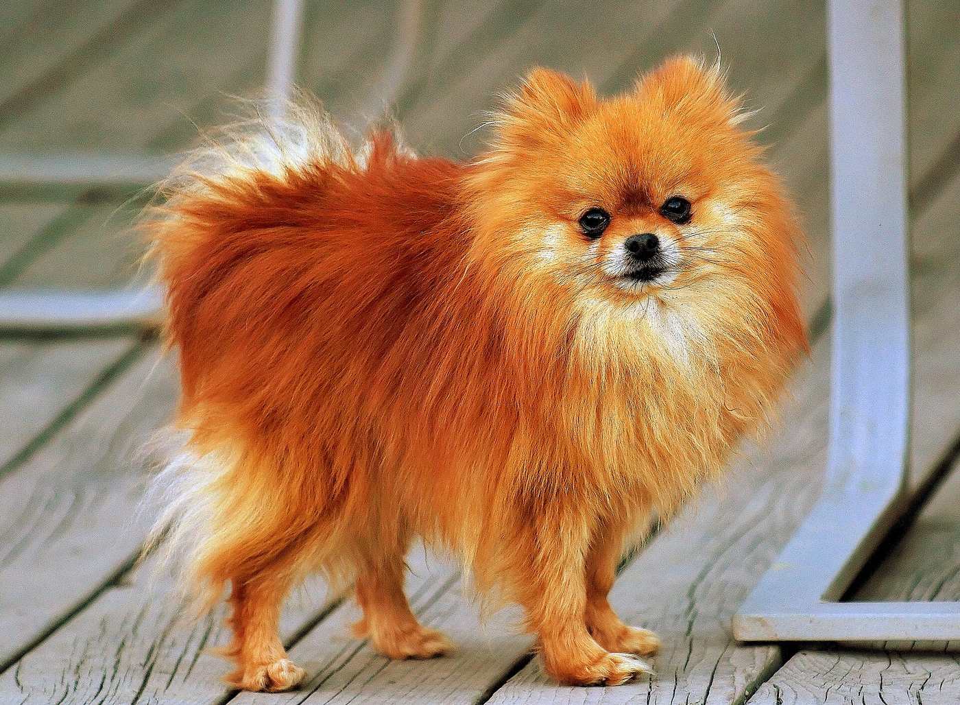 Oranžový pomeranian (trpasličí špic) v postoji — bohatá dvojitá srsť s golierom