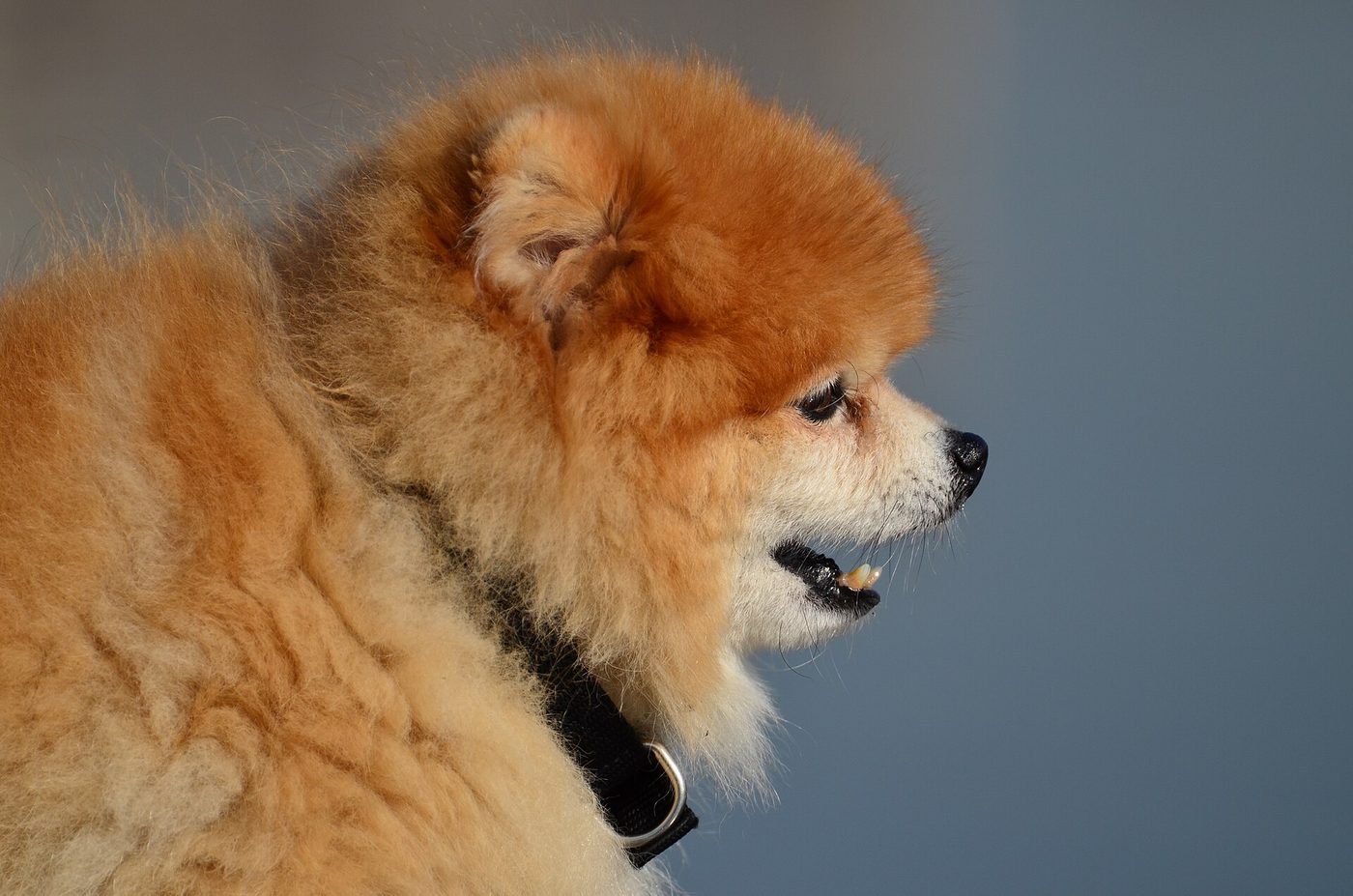 Profil pomeraniana — detail bohatej dvojitej srsti a goliera