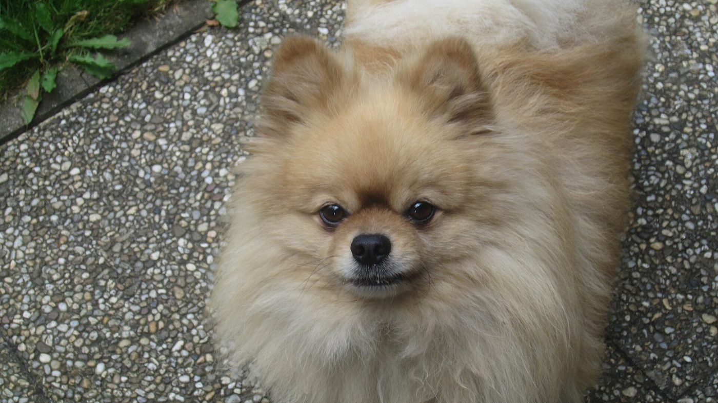 Krémový pomeranian pri pohľade zhora