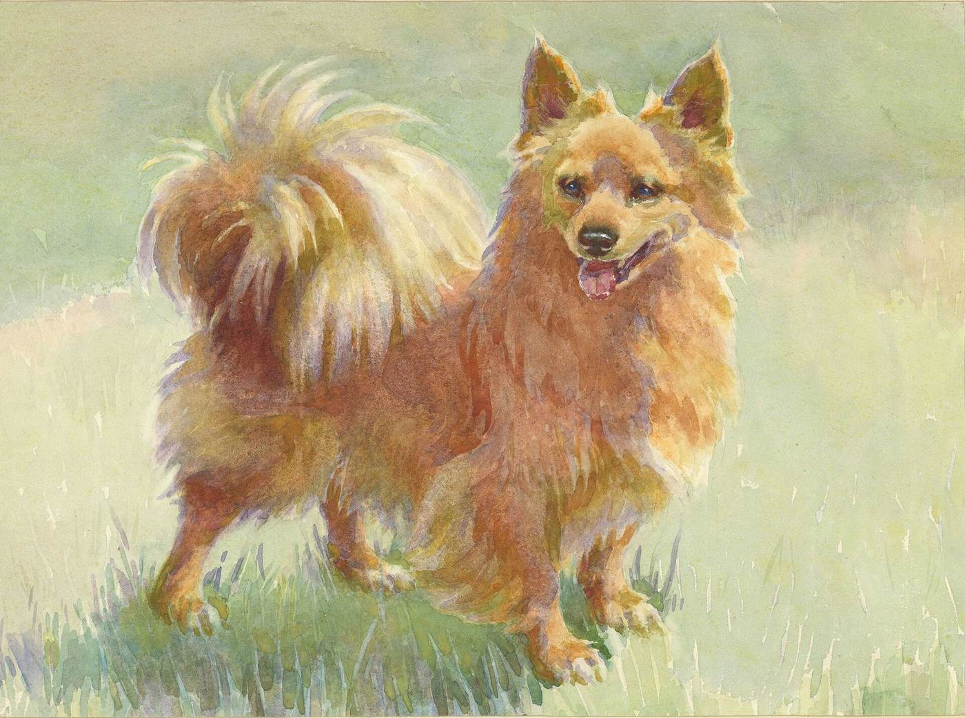 Marco — pomeranian kráľovnej Viktórie na akvareli Frances C. Fairman