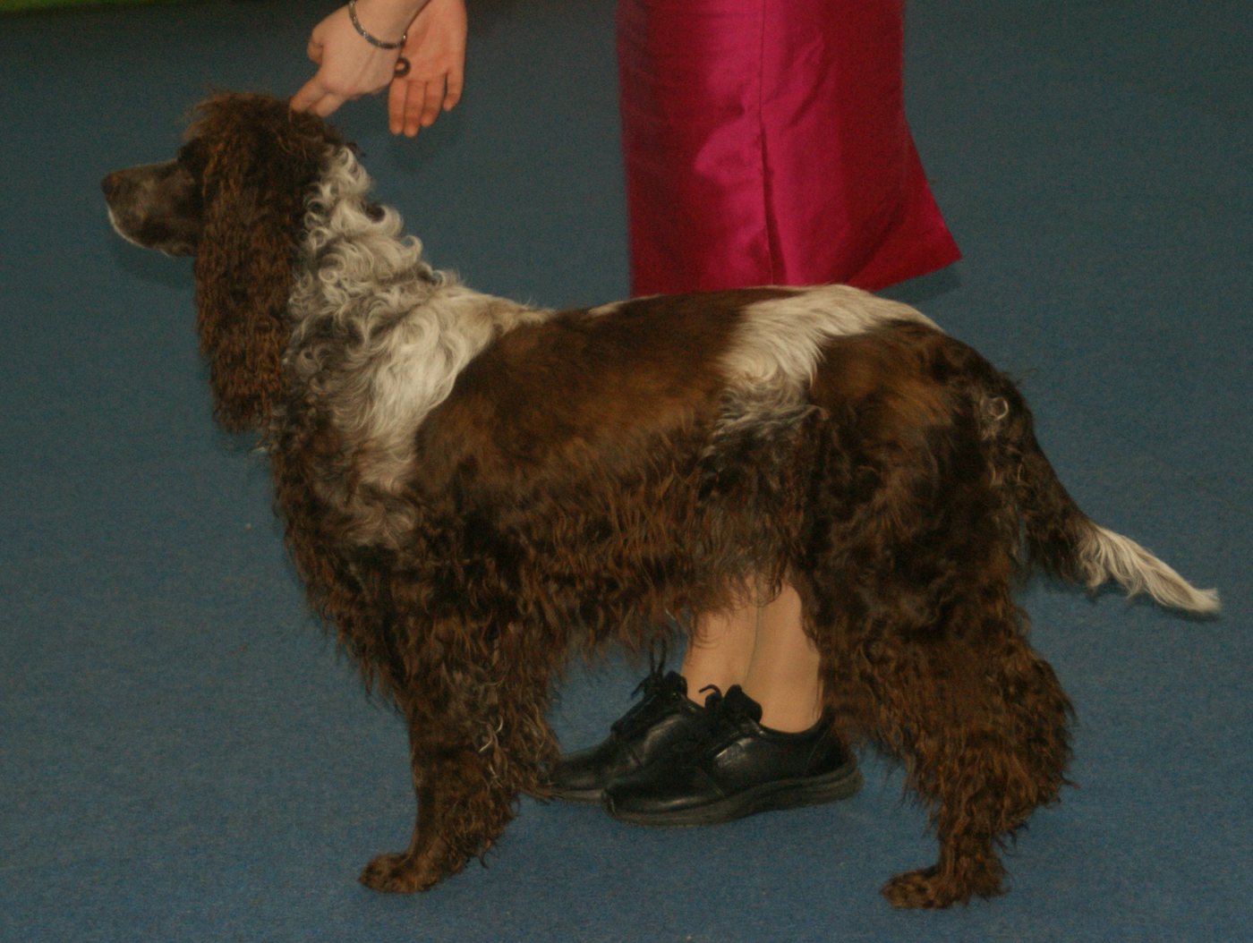Pont audemersky spaniel