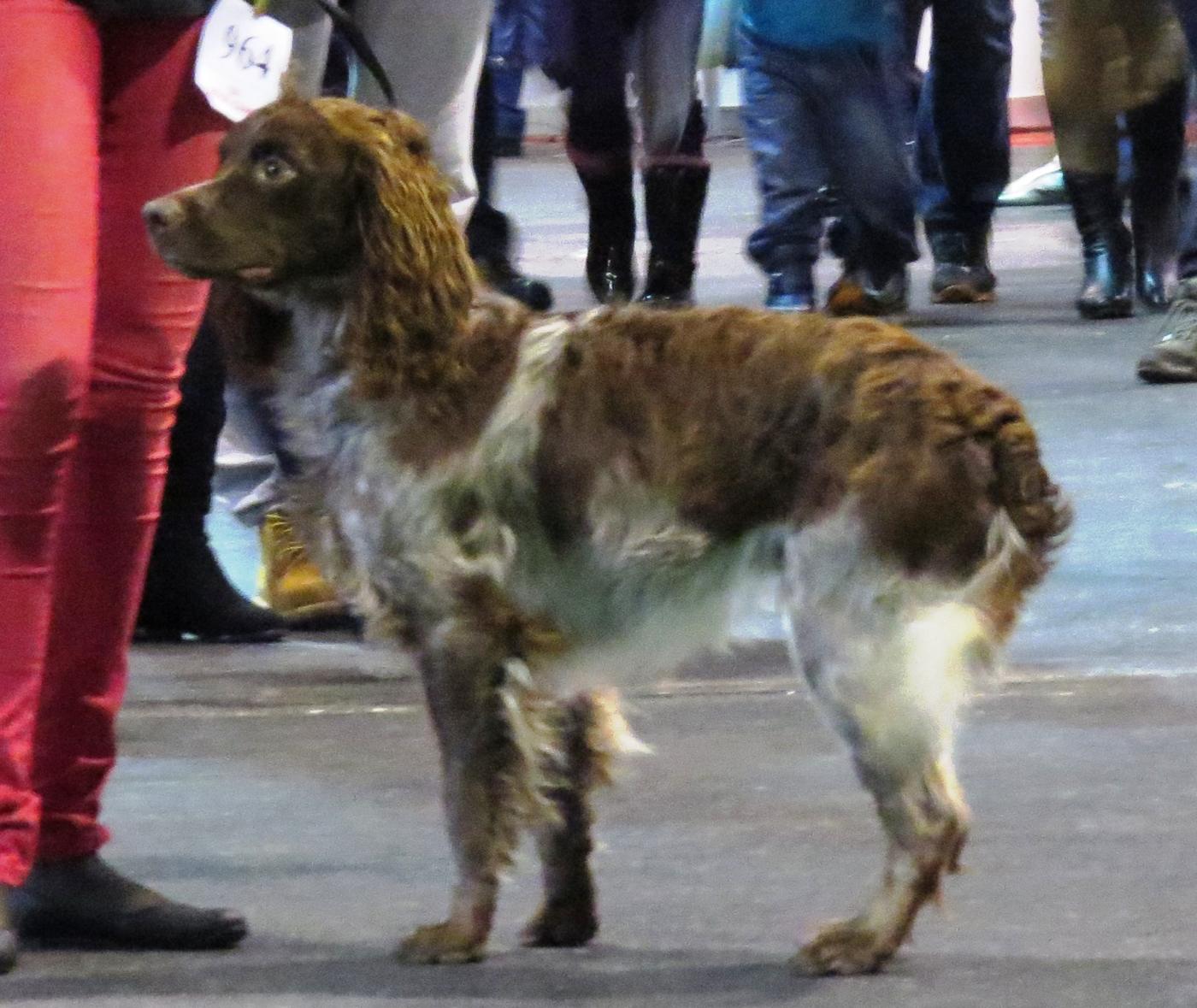 Hnedý pont-audemerský spaniel stojí na výstave — vidno kučeravé uši a stredne veľkú stavbu tela
