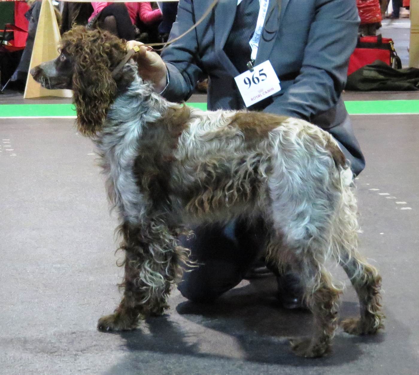 Pont-audemerský spaniel so sivo melírovanou hnedou srsťou pri psovodovi na výstavnom kruhu