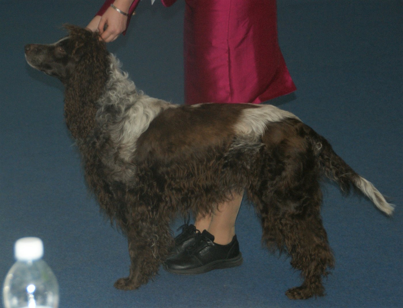 Pont-audemerský spaniel z boku — kučeravá srsť s bielo-sivým melírom na tele a hnedé znaky