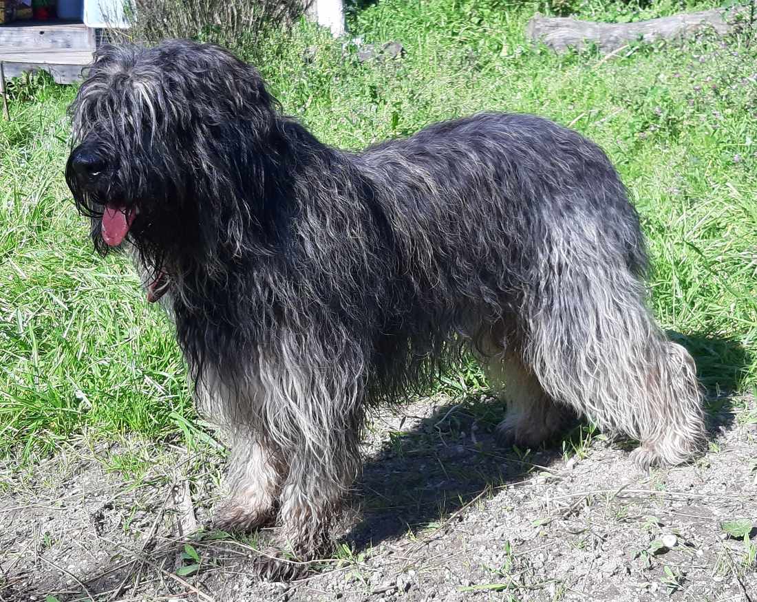 Portugalský ovčiak: prácu mu vzal