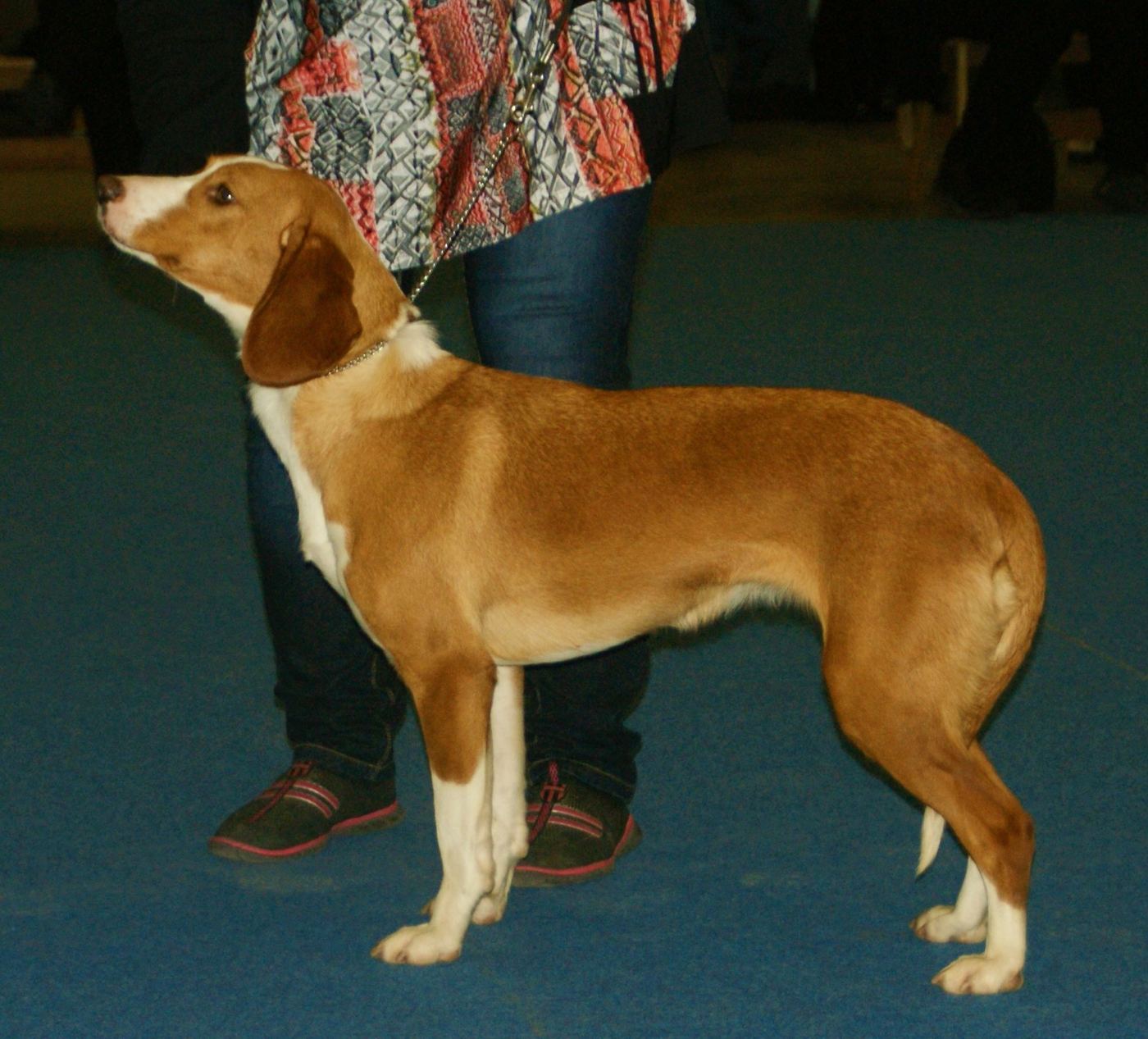Posávsky durič
