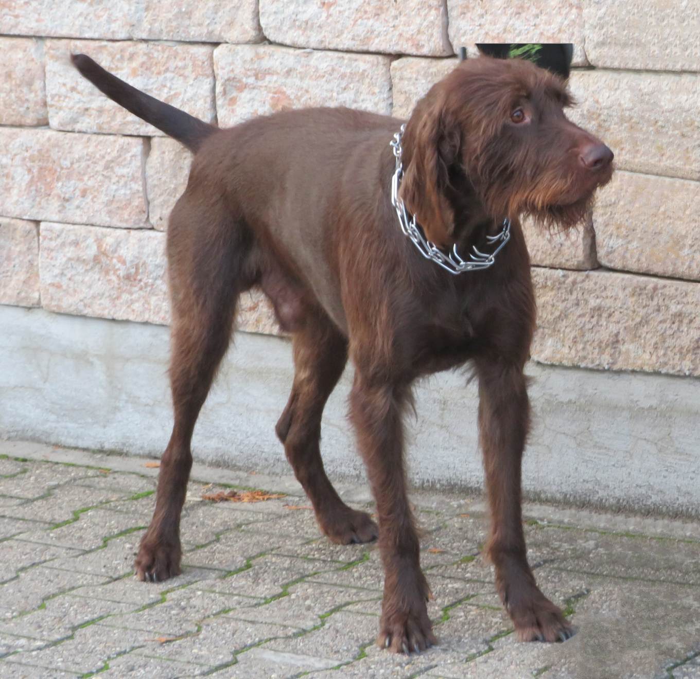 Pudelpointer