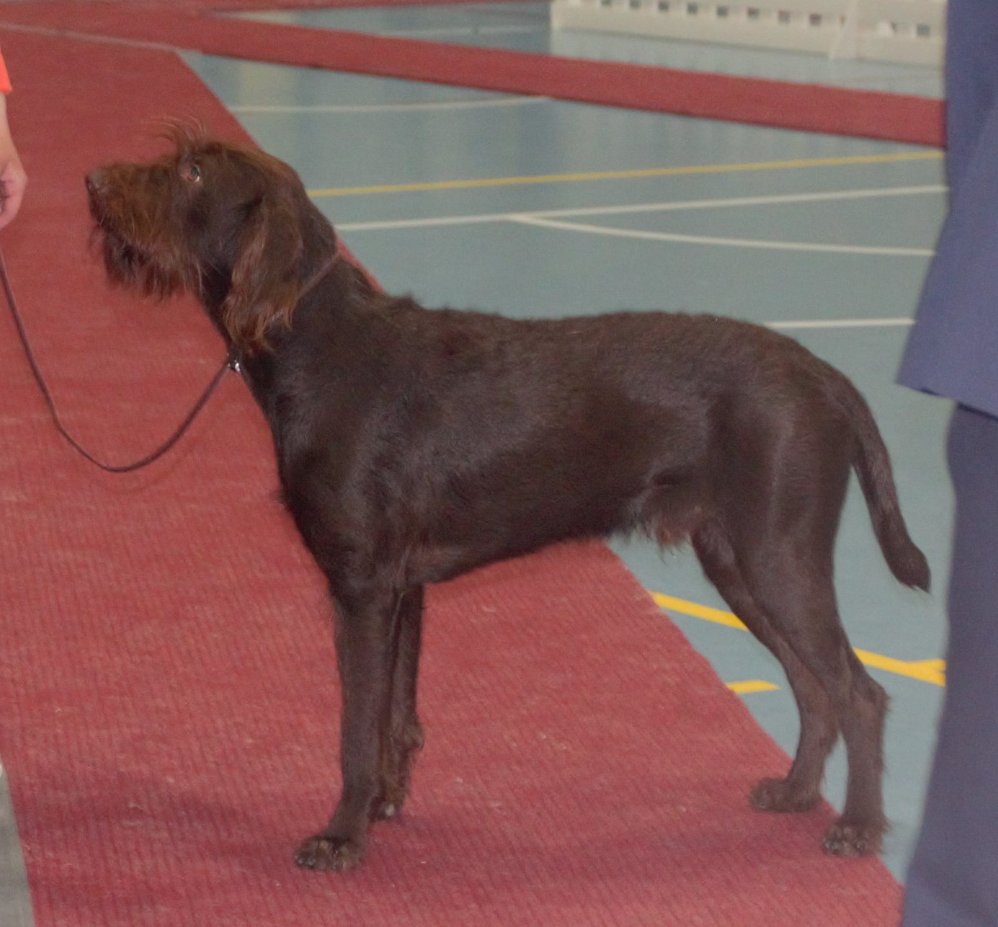 Pudelpointer liver farby stojaci bokom — hrubosrstý kontinentálny stavač s bradou