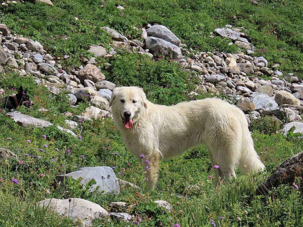 Pyrenejský horský pes stojí na horskej lúke v Pyrenejach