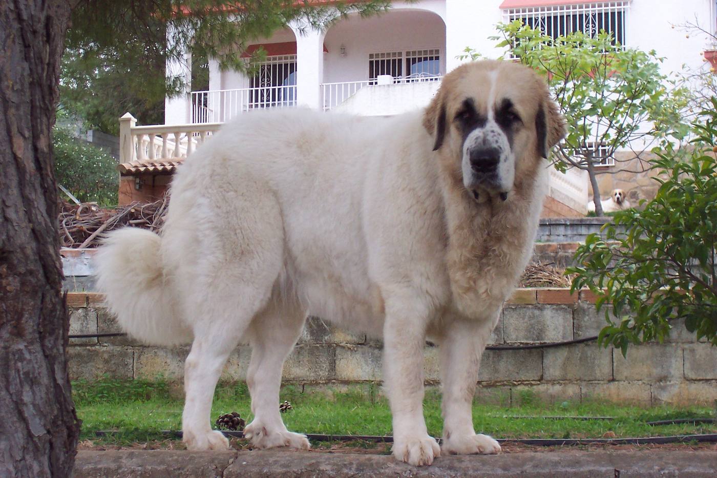 Pyrenejský mastif —