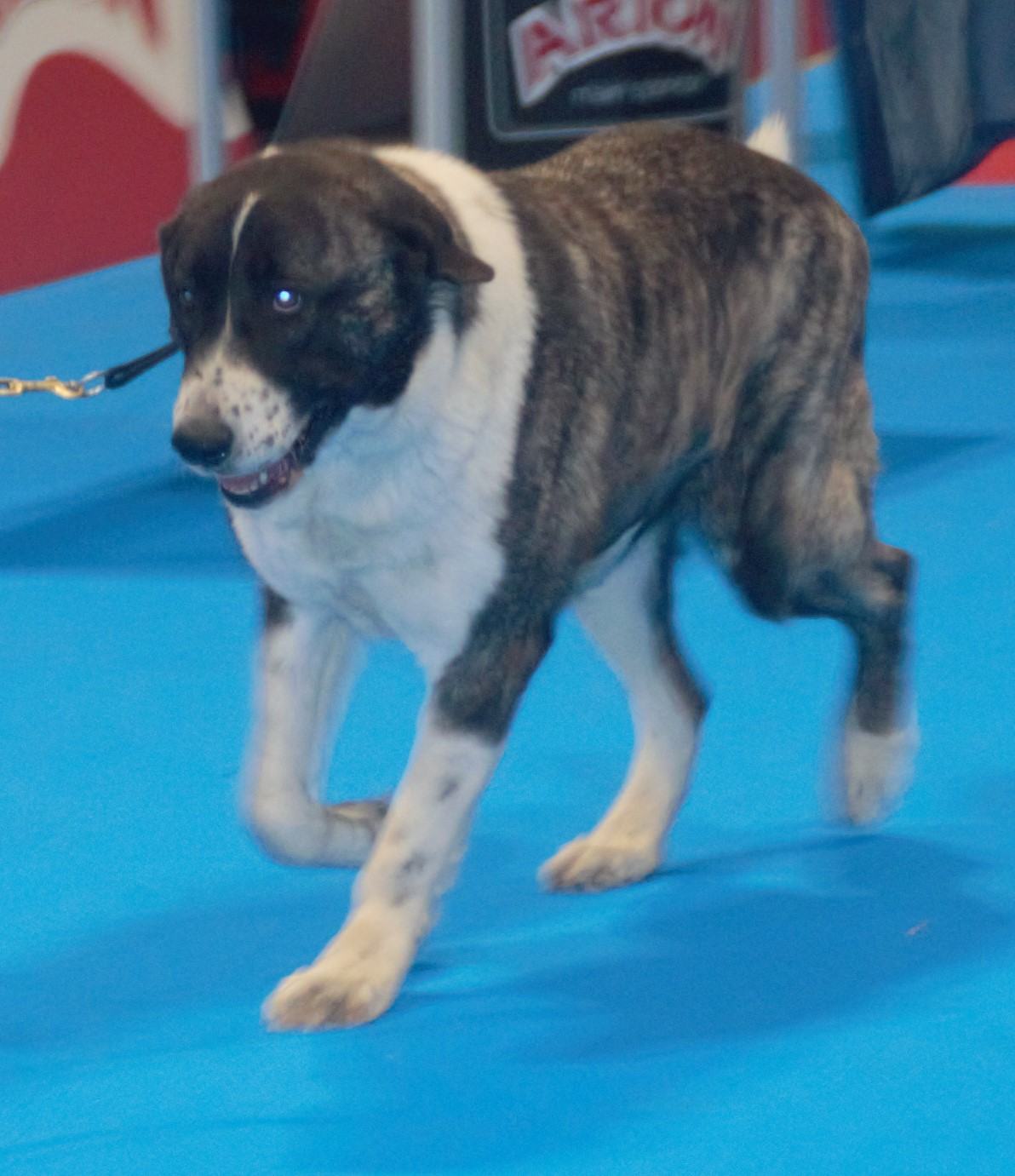 Rafeiro do alentejo v pohybe — ťažký a pomalý chod