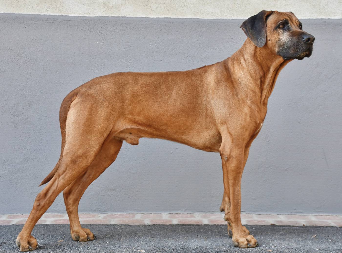 Rodézsky ridgeback — dospelý pes v postoji, svalnatá stavba, pšeničná srsť