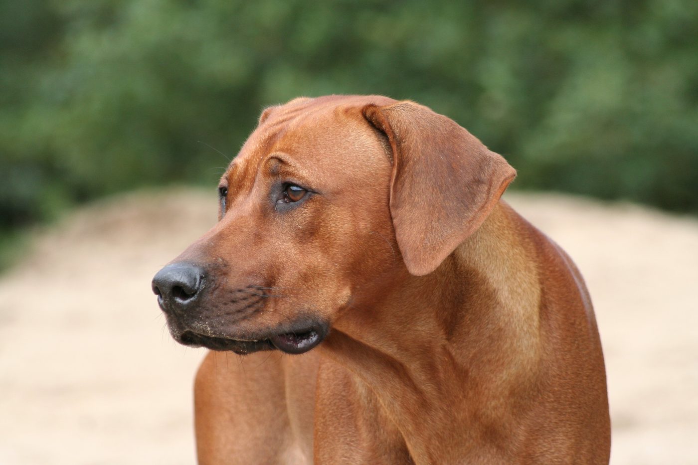 Rodézsky ridgeback — detail hlavy, hnedé oči, čierna papuľa