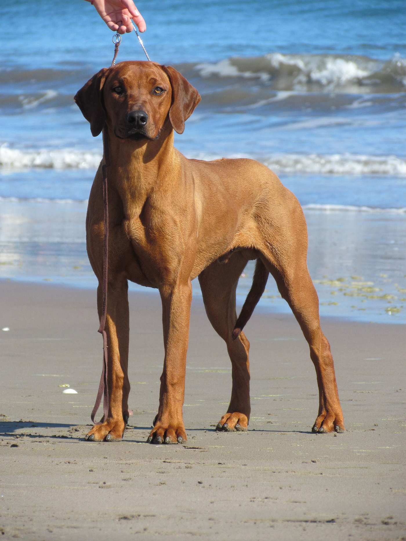 Rodézsky ridgeback stojaci na pláži, atletická svalnatá stavba