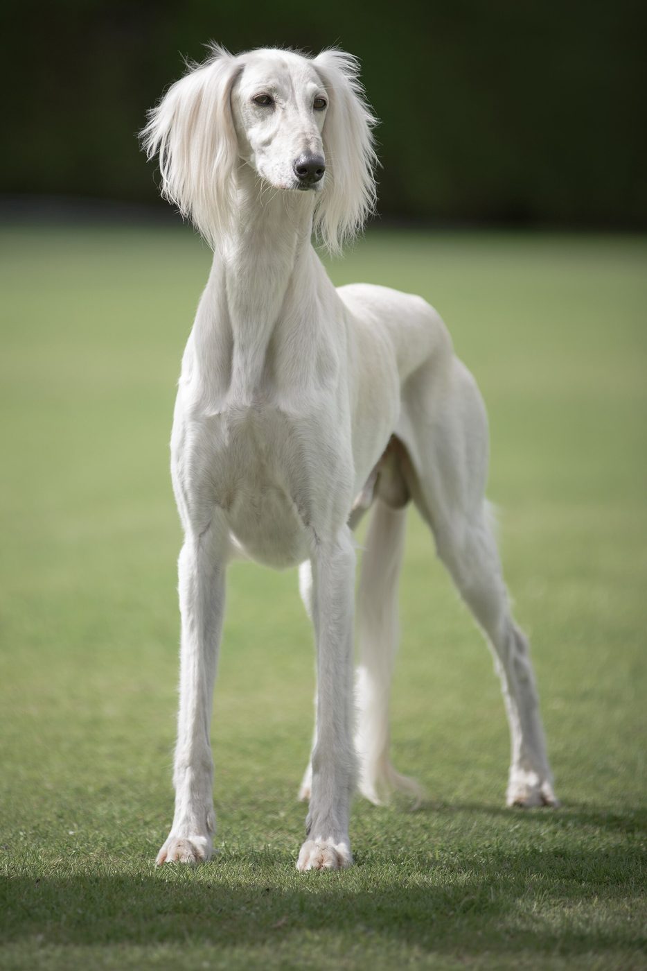 Krémový operený saluki stojí na trávniku — dlhé hodvábne uši a štíhla stavba