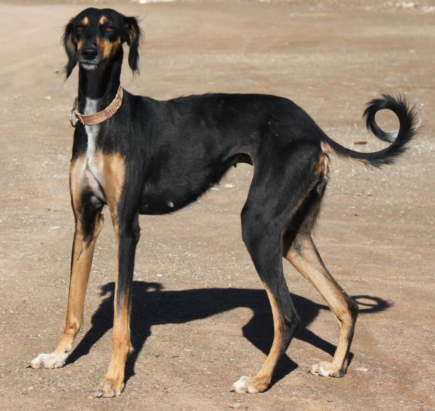 Perzský saluki z iránskeho Kermánšáhu z boku — hlboký hrudník a vtiahnuté brucho