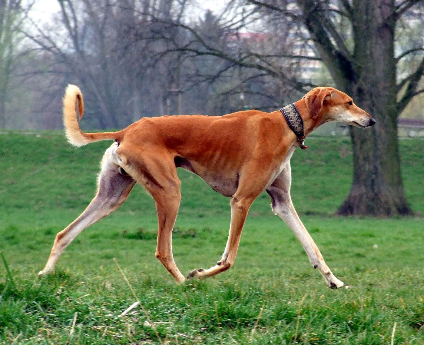 Červený saluki hladkej variety v kluse — na hrudníku vidno obrys posledných rebier, čo je u chrta zdravé