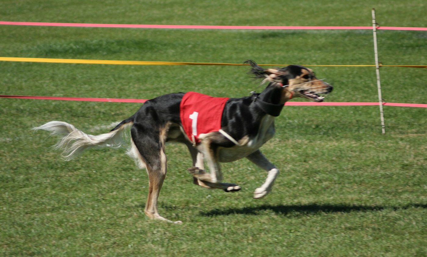 Saluki v plnom cvale na coursingovej dráhe s pretekárskym dresom číslo 1