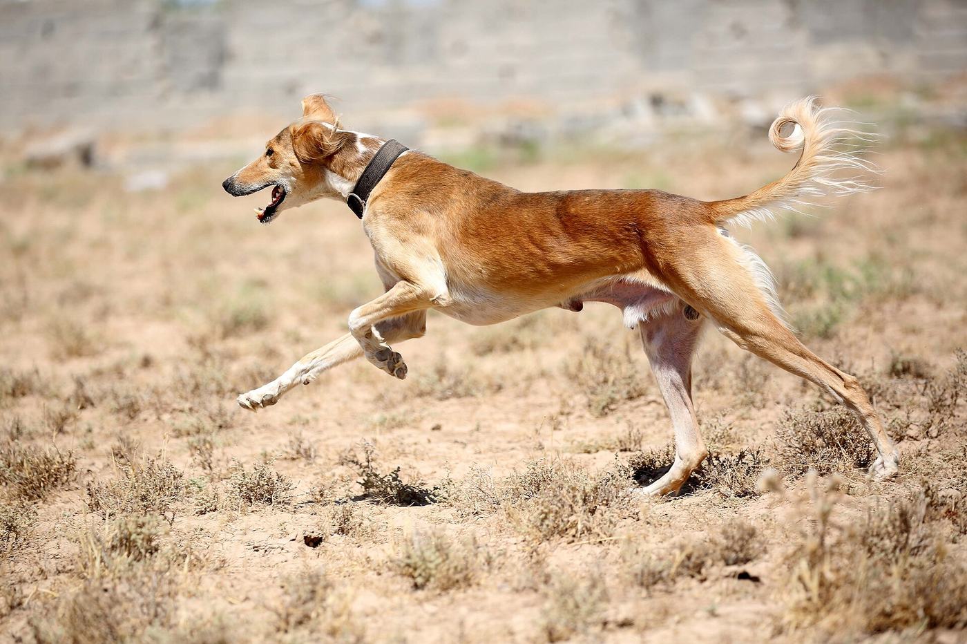 Kurdský saluki beží suchou stepou — domáca krajina plemena na Blízkom východe