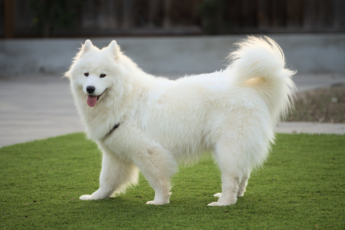 Snehobiely samojed stojí z profilu na tráve, s typickým úsmevom a stočeným chvostom na chrbte