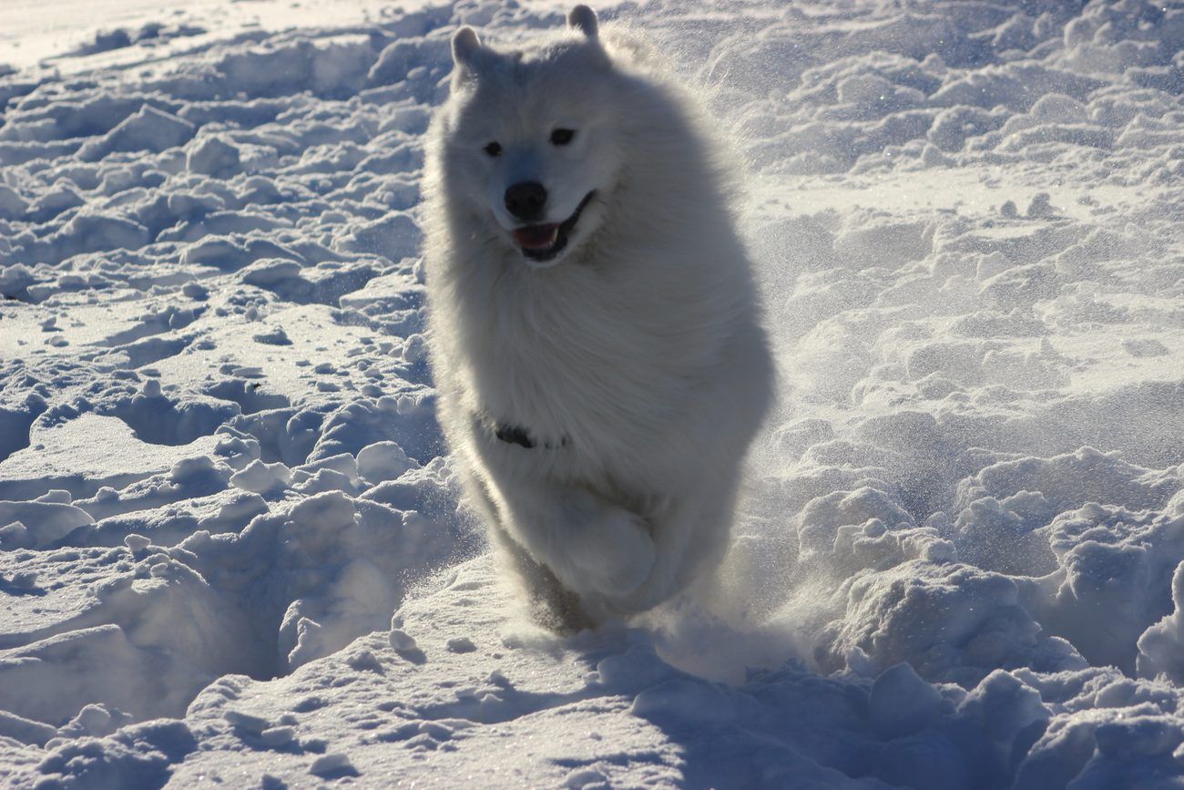 Samojed beží v snehu s rozvíriaacim sa snehom okolo labiek