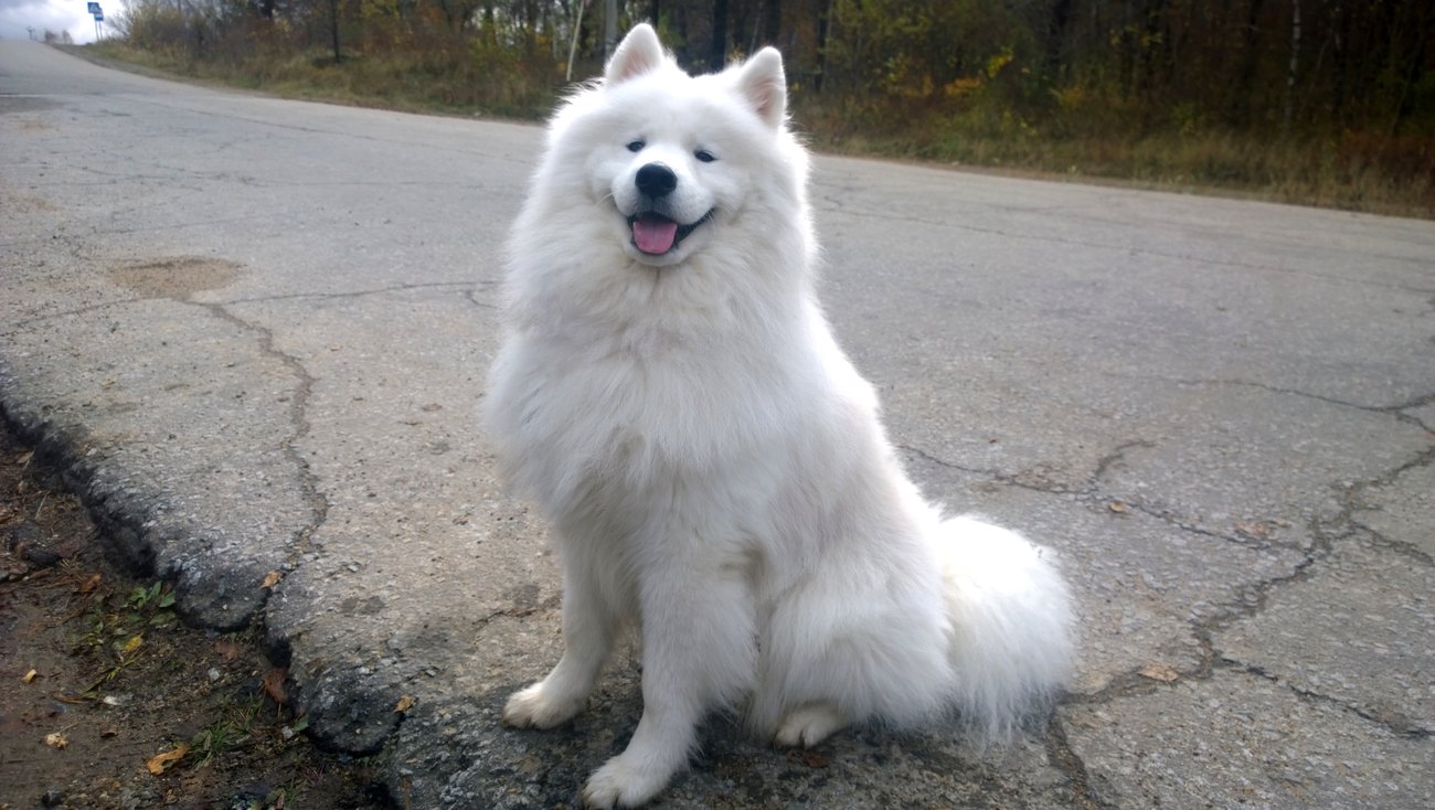 Samojed sedí na ceste v jesennej krajine s typickým úsmevom