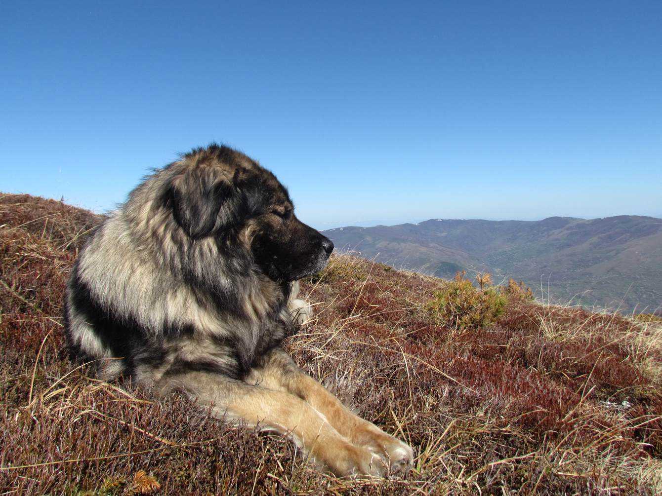 Šarplaninec — samostatný