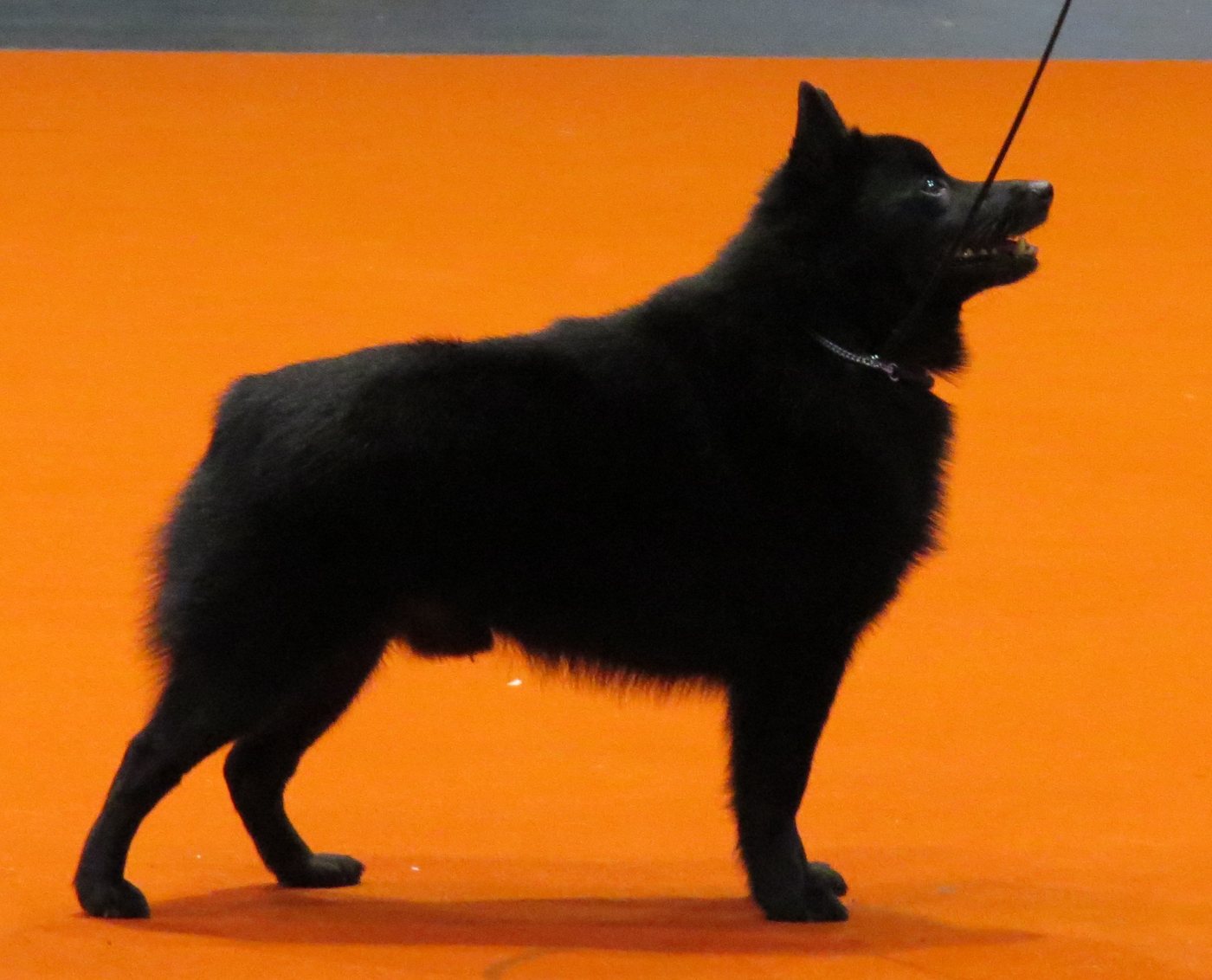 Schipperke (šiperka) v boku — malý celočierny belgický pes s golierom, vztýčenými ušami a bezchvostou siluetou