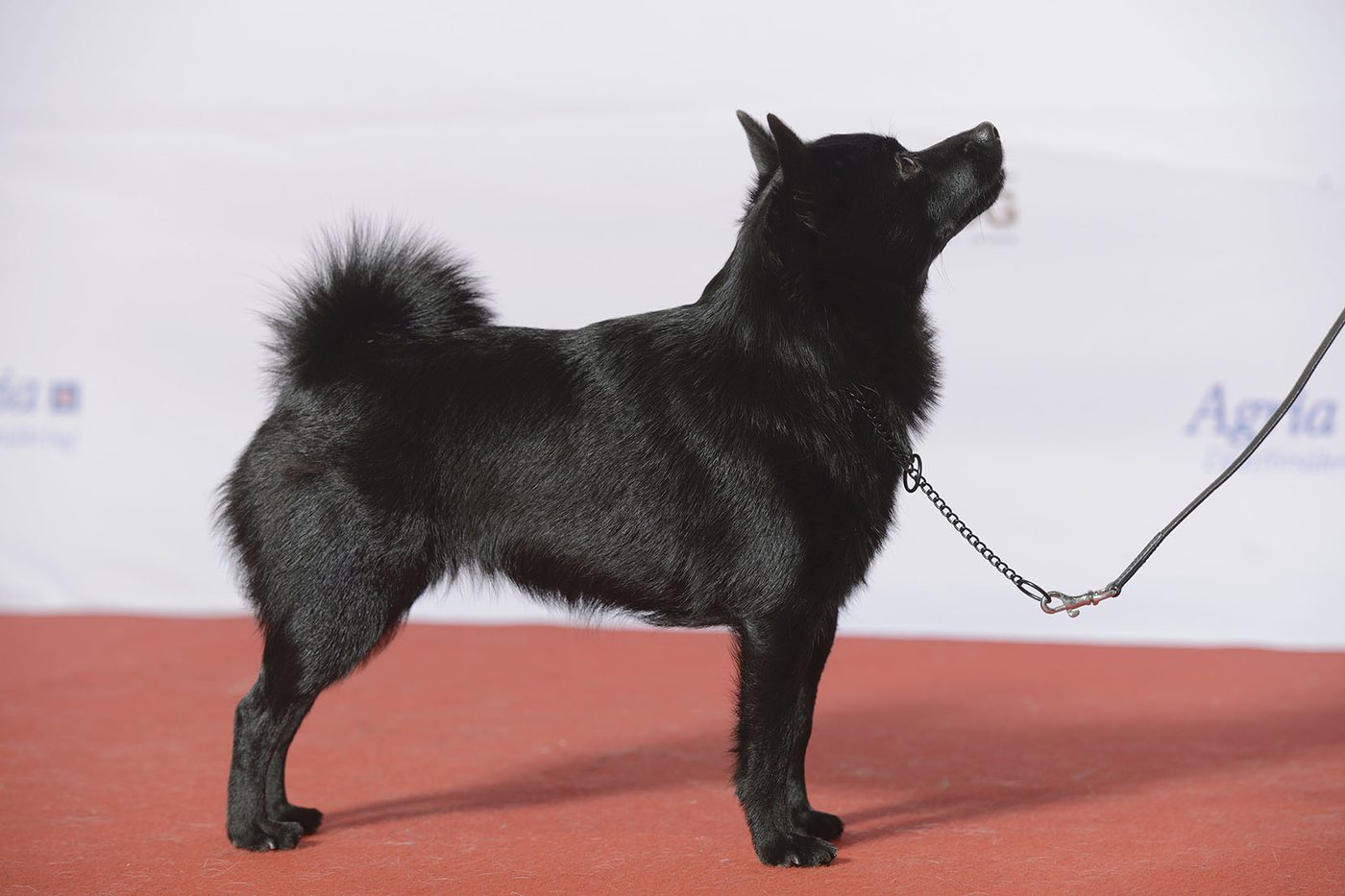Schipperke vo výstavnom postoji z boku — celočierna srsť, golier, vztýčené uši a huňatý chvost