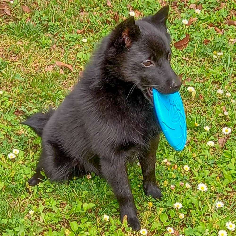 Čierny schipperke sediaci v tráve s modrým frisbee v papuli