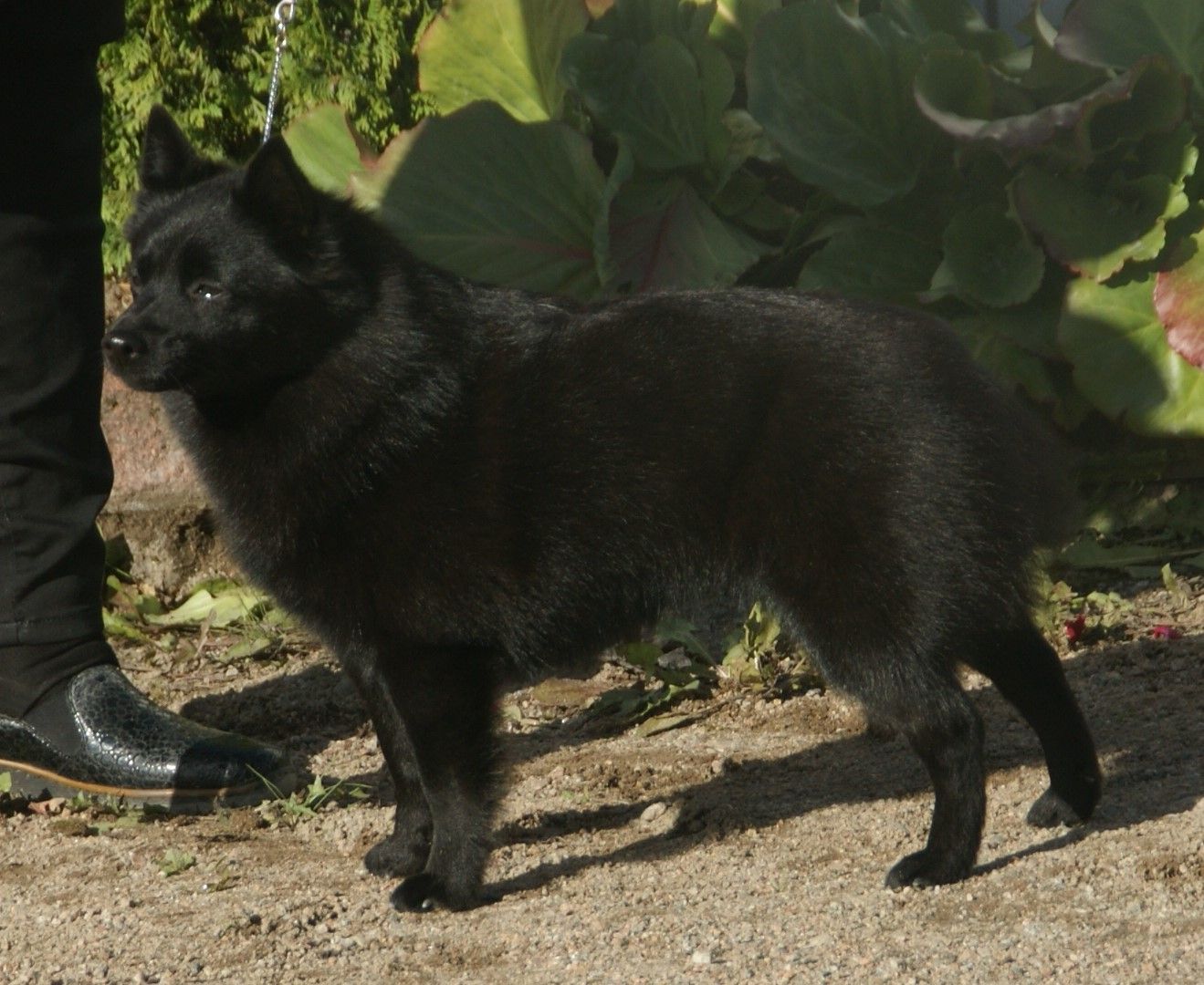 Čierny bezchvostý schipperke stojaci v záhrade pri rastlinách