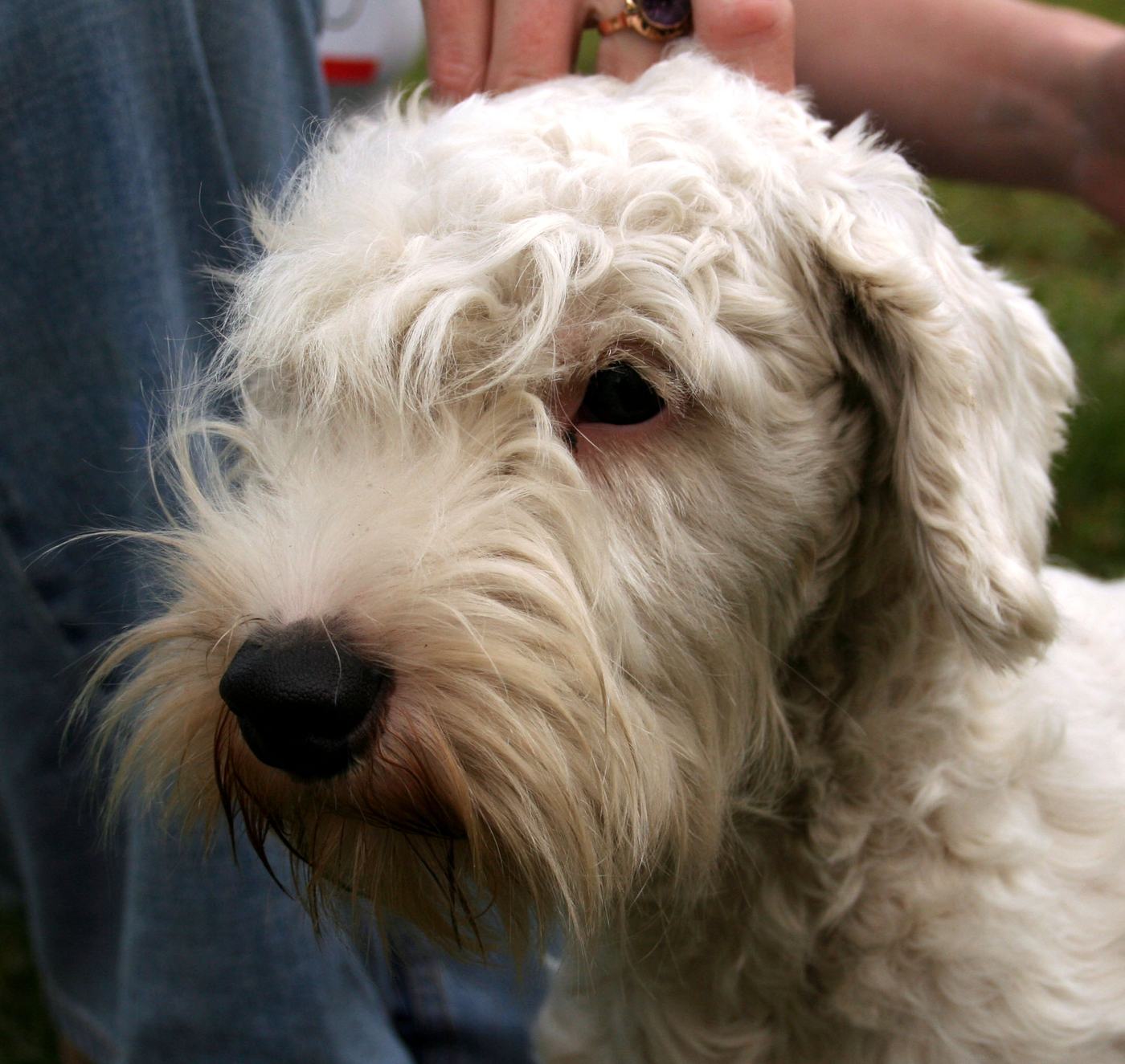 Sealyham teriér —
