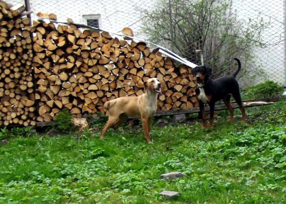 Dva sedmohradské duriče na dvore — jeden červenkasto žltý, druhý čierny s páleným znakom