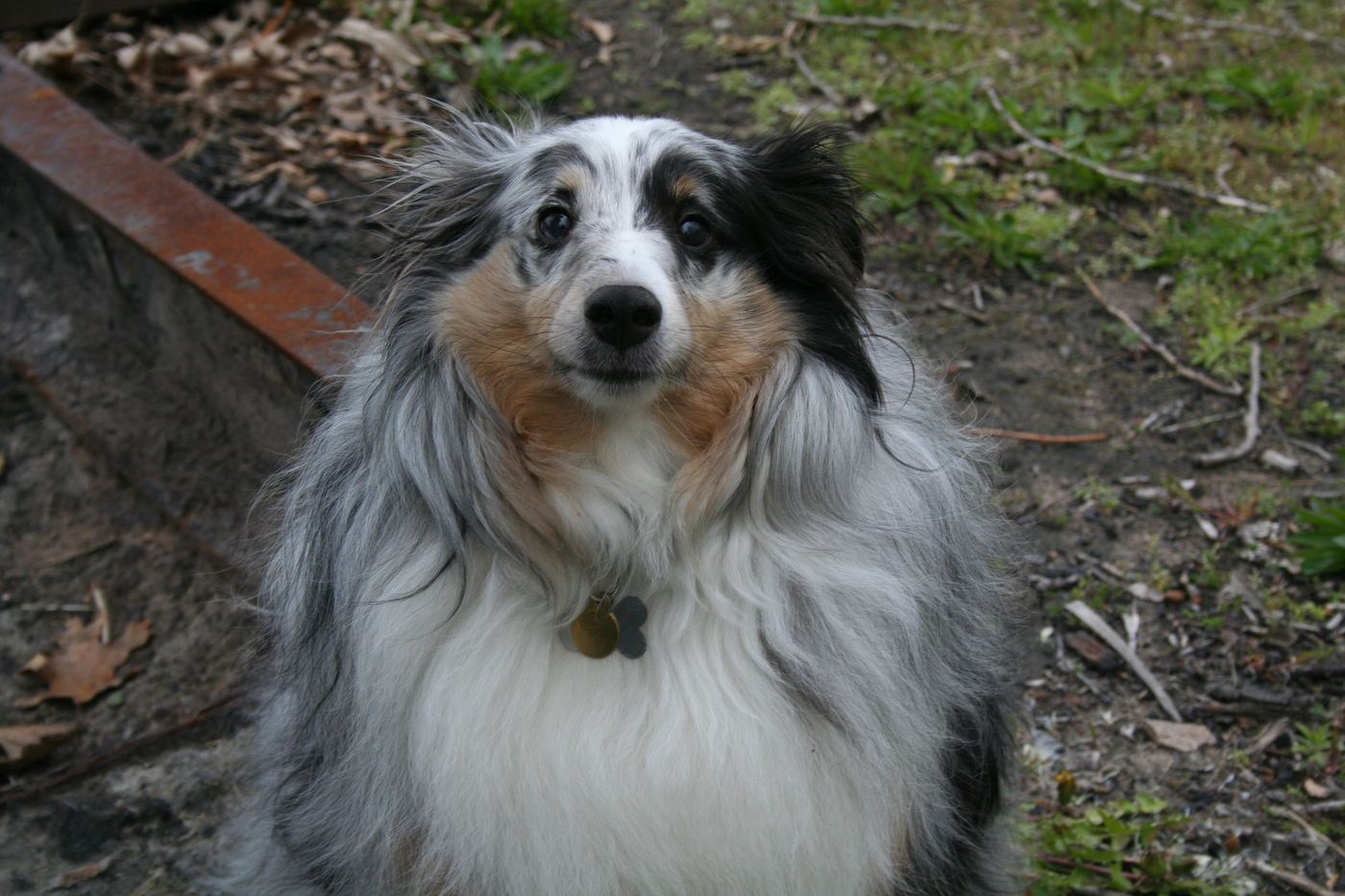 Blue merle šeltia sediaca vonku