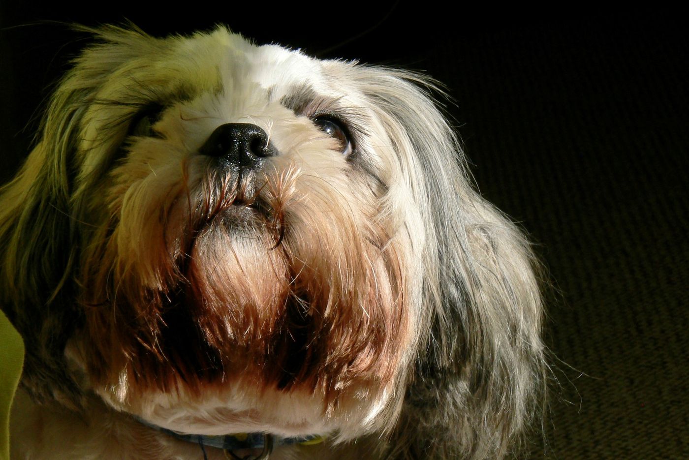 Ši-cu (Shih Tzu) so sivo-bielou dlhou srsťou pozerajúci hore