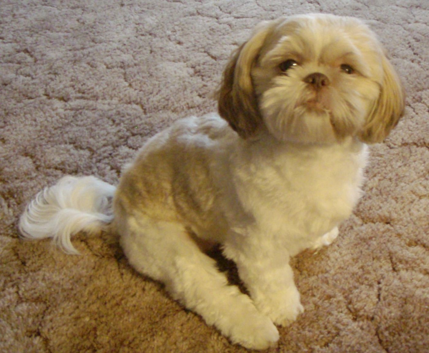 Ši-cu (Shih Tzu) pečeňovo-bielej farby v šteniacom strihu sediaci na koberci