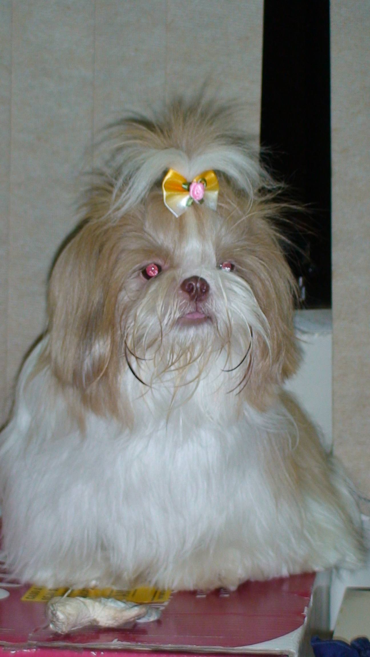Ši-cu (Shih Tzu) s dlhou srsťou a topknotom so žltou mašľou
